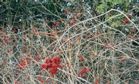 cranberry viburnum